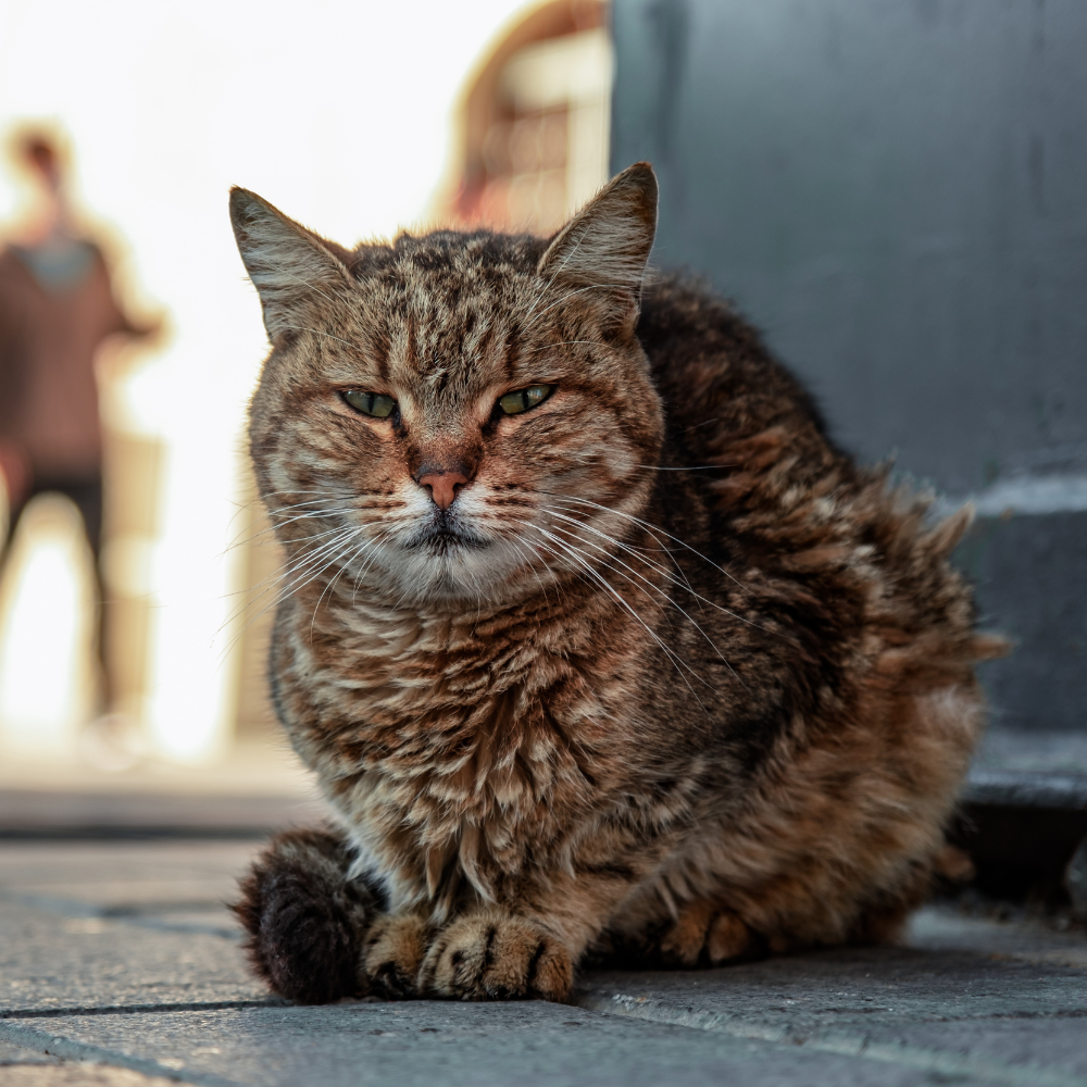 Stray Cat Chooses You Spiritual Meaning